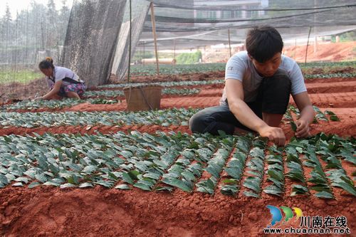 护国镇:晚秋茶苗扦插 茶农“很忙”(图1) 护国镇:晚秋茶苗扦插 茶农“很忙”(图1)