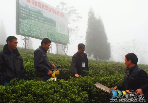 白节镇:万亩有机茶园冬管正当时(图1) 白节镇:万亩有机茶园冬管正当时(图1)