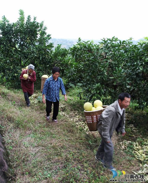 泸州:大通山蜜柚成熟了(图1) 泸州:大通山蜜柚成熟了(图1)