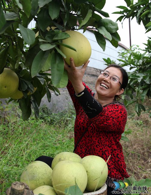 泸州:大通山蜜柚成熟了(图2) 泸州:大通山蜜柚成熟了(图2)
