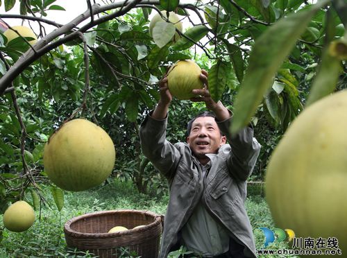泸州：大通山蜜柚成熟了