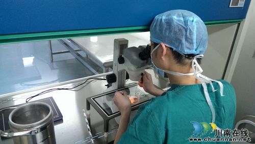 泸医附院试管婴儿冻胚移植成功率突破70%(图1) 泸医附院试管婴儿冻胚移植成功率突破70%(图1)