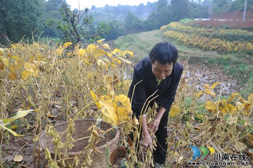 天仙镇：3000亩坡地田坎冬豆喜获丰收(图1)