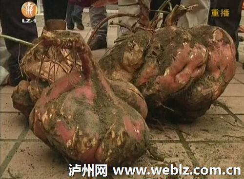 图泸州一市民家中花台里长出超大个红苕(图1)