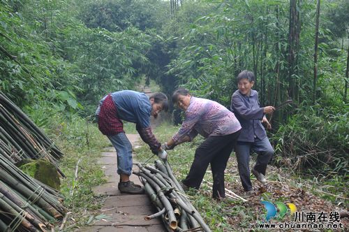 天仙镇：封山育林结束&nbsp;群众进山喜挣钱(图1)