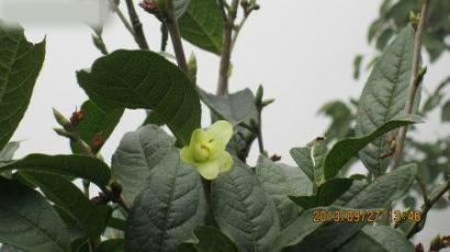 四川首次发现濒危植物小黄花茶　在宜宾长宁(图1)