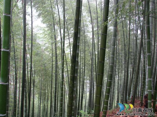 水尾镇：竹产业引领农民致富(图1)