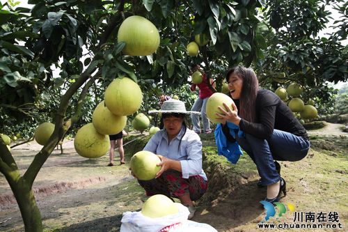 龙马潭区：返乡泥水工家门口年入百万(图1)