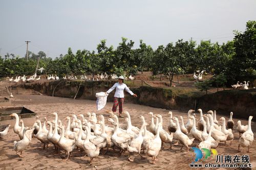 龙马潭区：返乡泥水工家门口年入百万(图3)