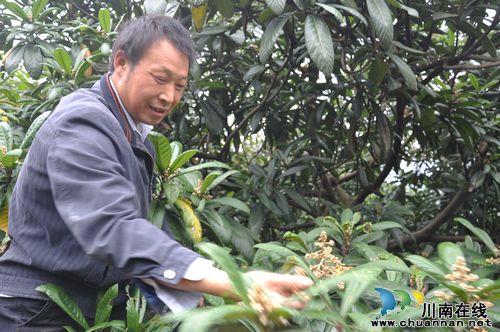 天仙镇：枇杷秋季疏花能人吃香(图1)