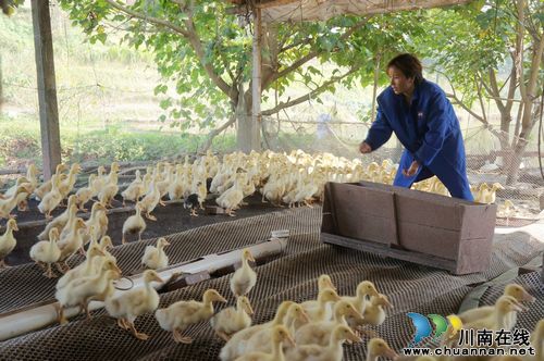 立石镇：一名村官大学生的追梦史(图2)