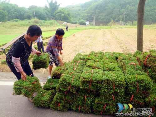 华阳街道：“小方格”框出新农村(图2)