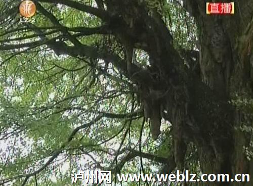 叙永发现2600年古银杏(图2) 叙永发现2600年古银杏(图2)