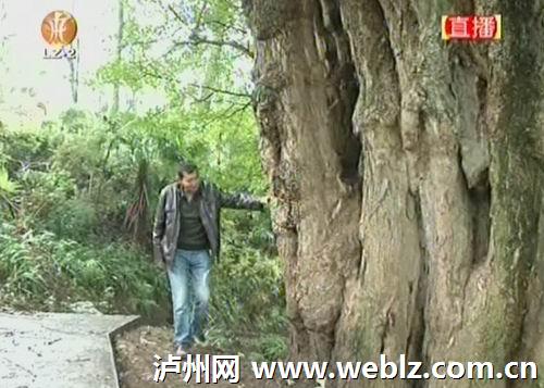 叙永发现2600年古银杏(图1) 叙永发现2600年古银杏(图1)