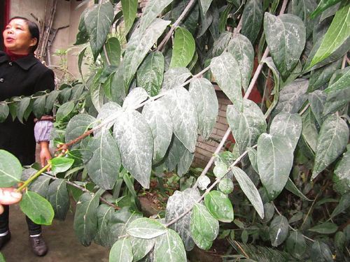 内江一混凝土公司粉尘大 村民称十年不开窗(图2) 内江一混凝土公司粉尘大 村民称十年不开窗(图2)