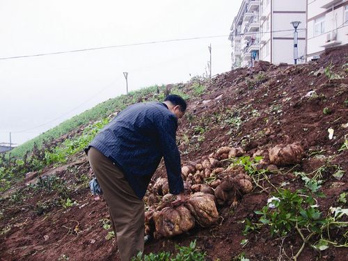 宜宾农户挖出一窝"巨无霸"大红苕(图1) 宜宾农户挖出一窝"巨无霸"大红苕(图1)