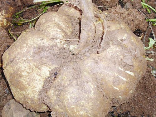 宜宾农户挖出一窝"巨无霸"大红苕(图2) 宜宾农户挖出一窝"巨无霸"大红苕(图2)