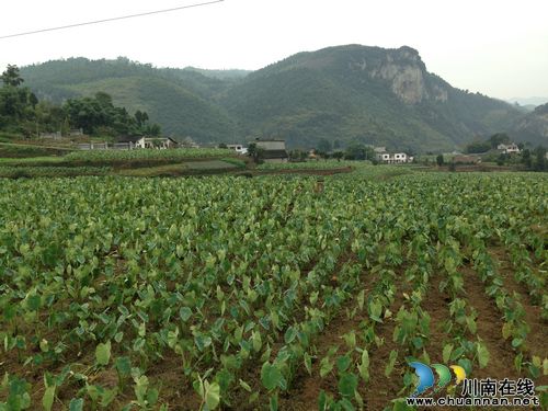 震东乡:石桩村300亩香芋丰收在望(图1) 震东乡:石桩村300亩香芋丰收在望(图1)
