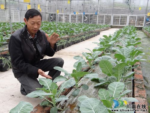 特兴镇：大棚里的新客人——宝塔花菜(图1)