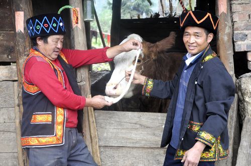 泸州叙永：糍粑香飘牛王节(图2)