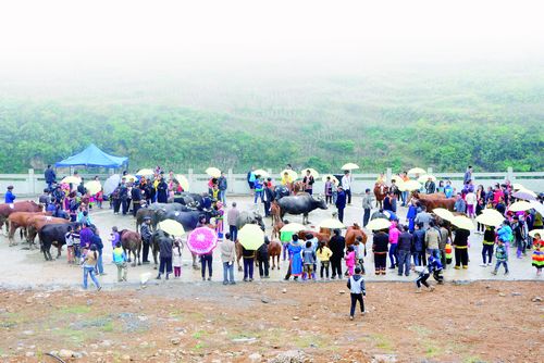 泸州叙永：糍粑香飘牛王节(图1)