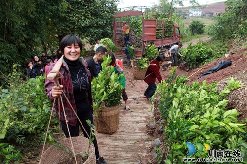 华阳街道：免费果苗送村民(图1)