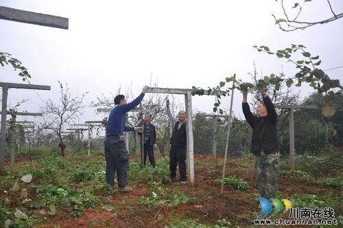 天仙镇：乡村旅游大发展&nbsp;果农忙豁盼来年(图1)