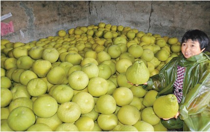 合江荔枝上飞机&nbsp;真龙柚升价(图2)