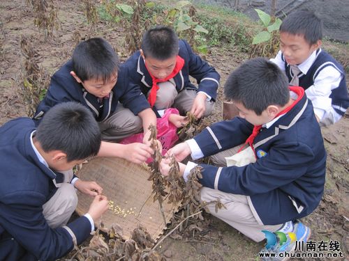 泸州纳溪：劳动光荣，收获快乐(图2)