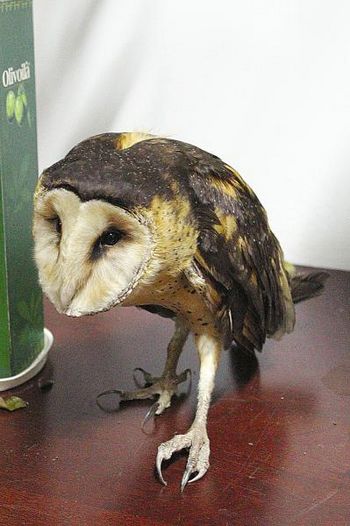 泸州发现"奇鸟"像猫像猴又像鹰(图1)