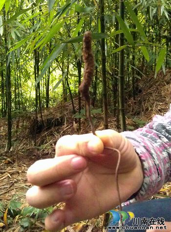 省农科院专家赴叙永水尾镇探索虫草之谜(图1)