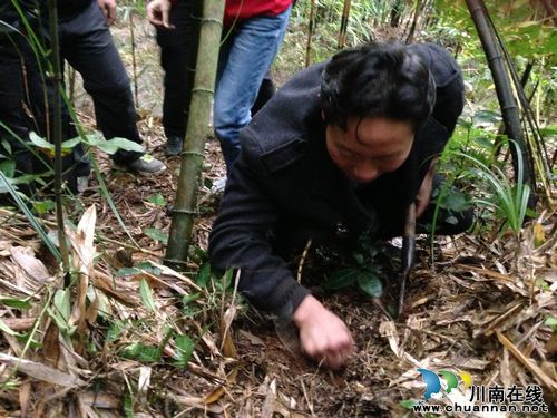省农科院专家赴叙永水尾镇探索虫草之谜(图2)
