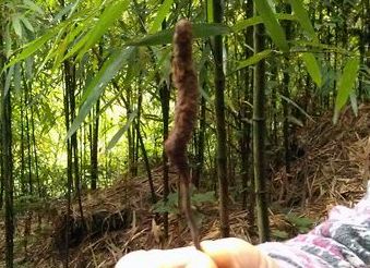 省农科院专家赴叙永水尾镇探索虫草之谜