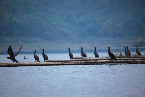 5万只候鸟做客隆昌古宇湖 环湖公路北岸限行(图1) 5万只候鸟做客隆昌古宇湖 环湖公路北岸限行(图1)