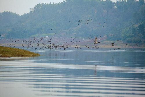 5万只候鸟做客隆昌古宇湖 环湖公路北岸限行(图2) 5万只候鸟做客隆昌古宇湖 环湖公路北岸限行(图2)