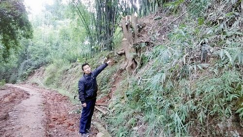 砍伐工人领任务砍死树 明威乡一村民活油樟被砍(图1) 砍伐工人领任务砍死树 明威乡一村民活油樟被砍(图1)