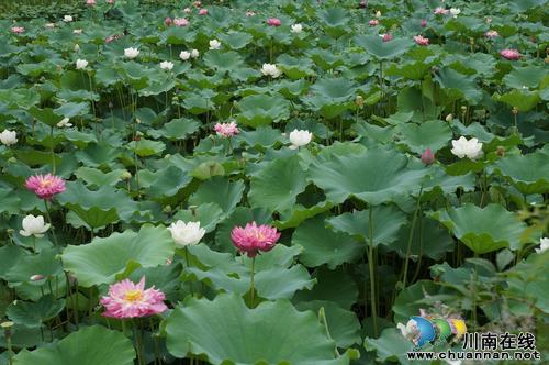 立石镇:移民新村 正描绘山水和谐美画卷(图4) 立石镇:移民新村 正描绘山水和谐美画卷(图4)