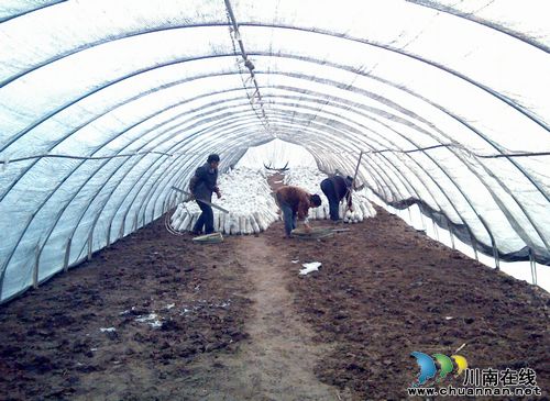 长兴镇:水口村加快建设高标准香菇种植基地(图1) 长兴镇:水口村加快建设高标准香菇种植基地(图1)