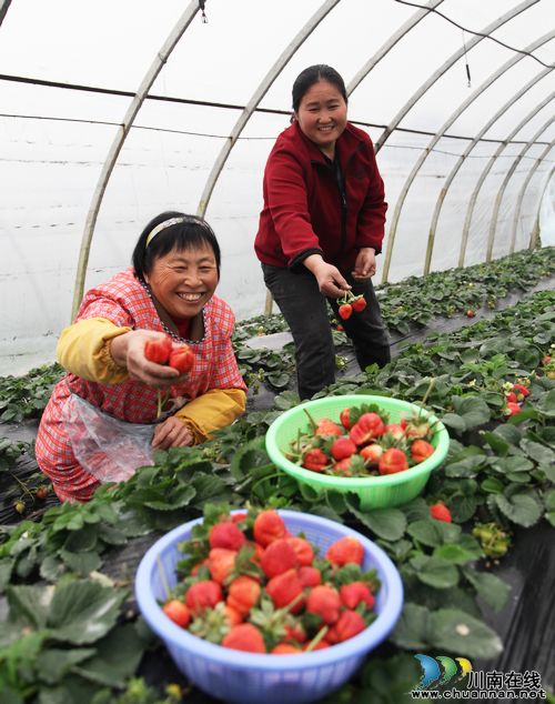 “吃巧克力”又“喝奶”的冬草莓红了(图1)