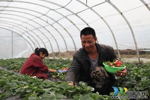 “吃巧克力”又“喝奶”的冬草莓红了(图2)