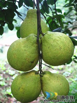 观果型辨风味&nbsp;专家教你如何挑选正宗护国柚(图1)