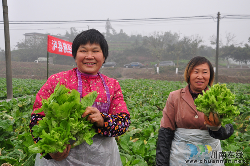 泸县粮经复合产业实现粮钱双赢(图1)