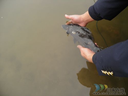 胡市镇：村民上交捕获野生岩原鲤　获400元奖励(图1)