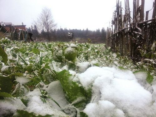 冷空气来袭 川南部分地区降今冬第一场雪(图)(图1) 冷空气来袭 川南部分地区降今冬第一场雪(图)(图1)