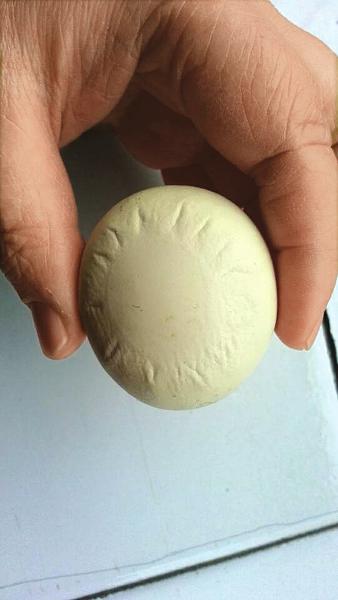 泸州：母鸡产下“天文蛋”&nbsp;专家称受惊吓所致(图1)