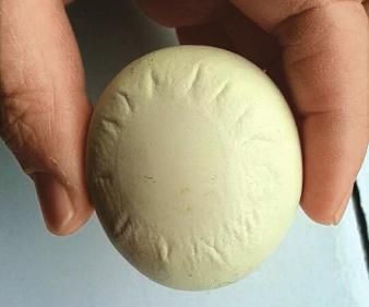 泸州:母鸡产下“天文蛋”&nbsp;专家称受惊吓所致