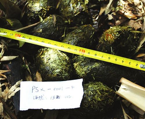 野生大熊猫首现川南 已在老君山“小住”3个月(图2) 野生大熊猫首现川南 已在老君山“小住”3个月(图2)