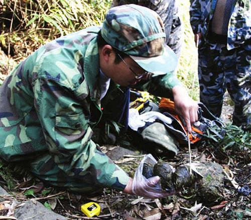 野生大熊猫首现川南 已在老君山“小住”3个月(图3) 野生大熊猫首现川南 已在老君山“小住”3个月(图3)