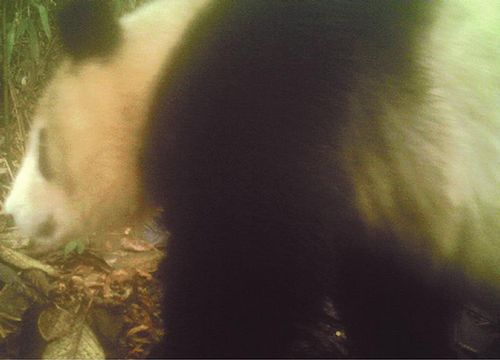 野生大熊猫首现川南 已在老君山“小住”3个月(图1) 野生大熊猫首现川南 已在老君山“小住”3个月(图1)