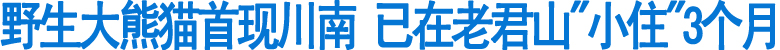 野生大熊猫首现川南(图1)